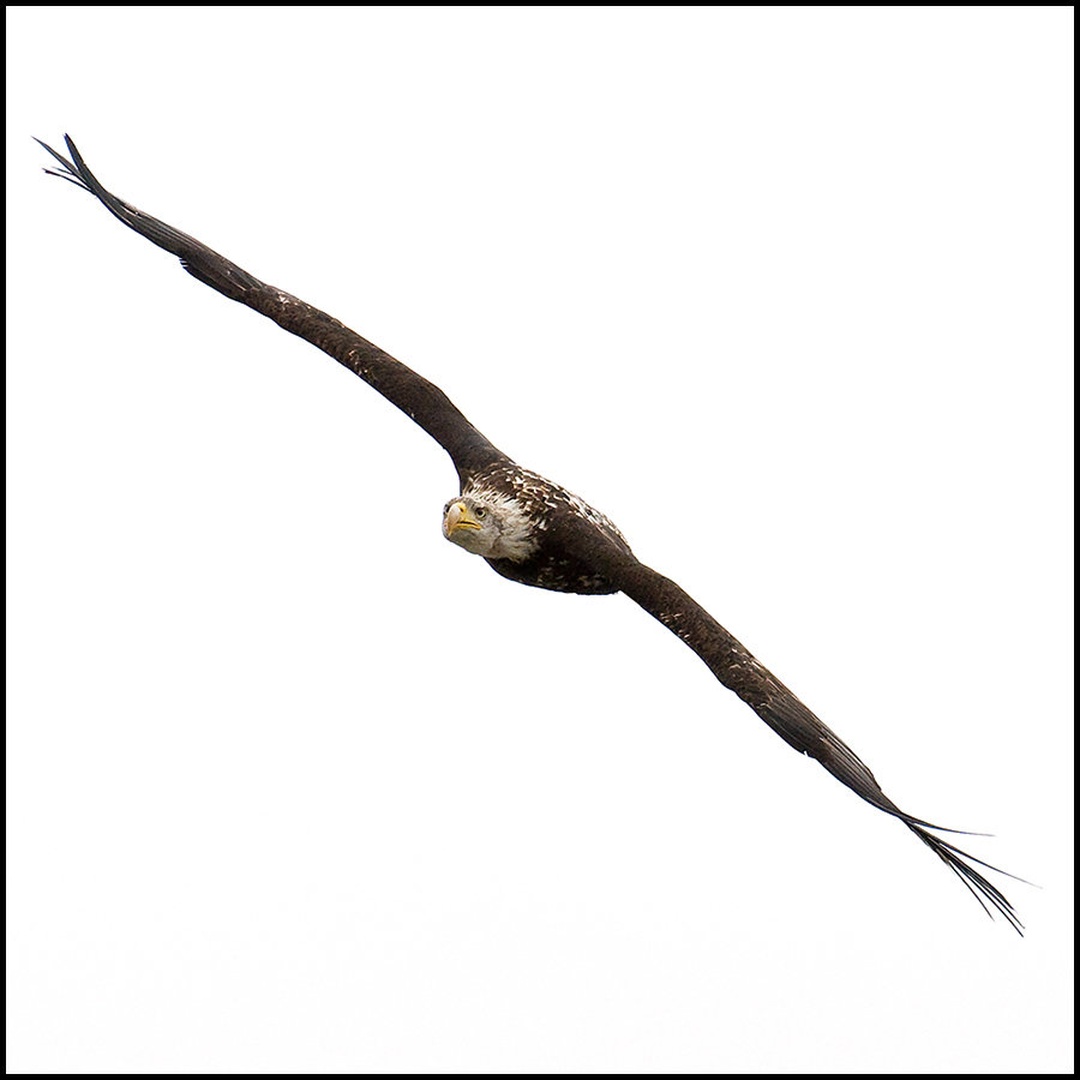 Eagle II by Andrej Habjan