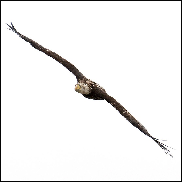 Eagle II by Andrej Habjan