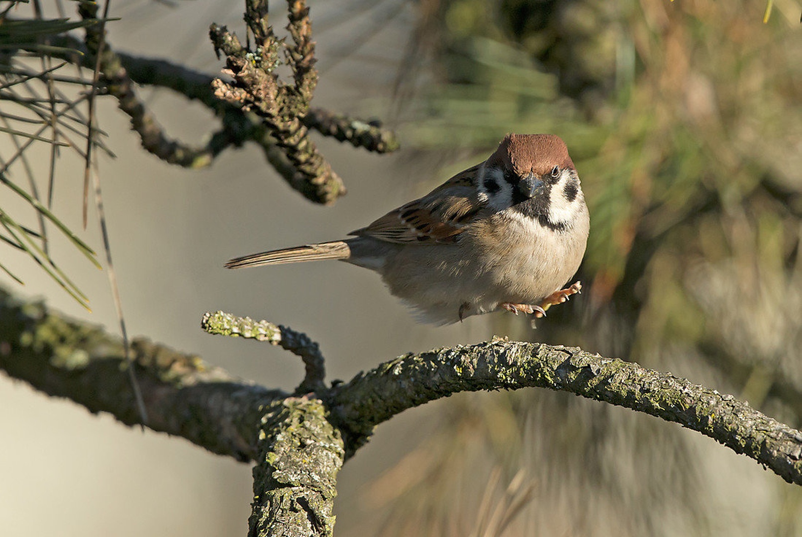 Passer Levitacijus by Miki