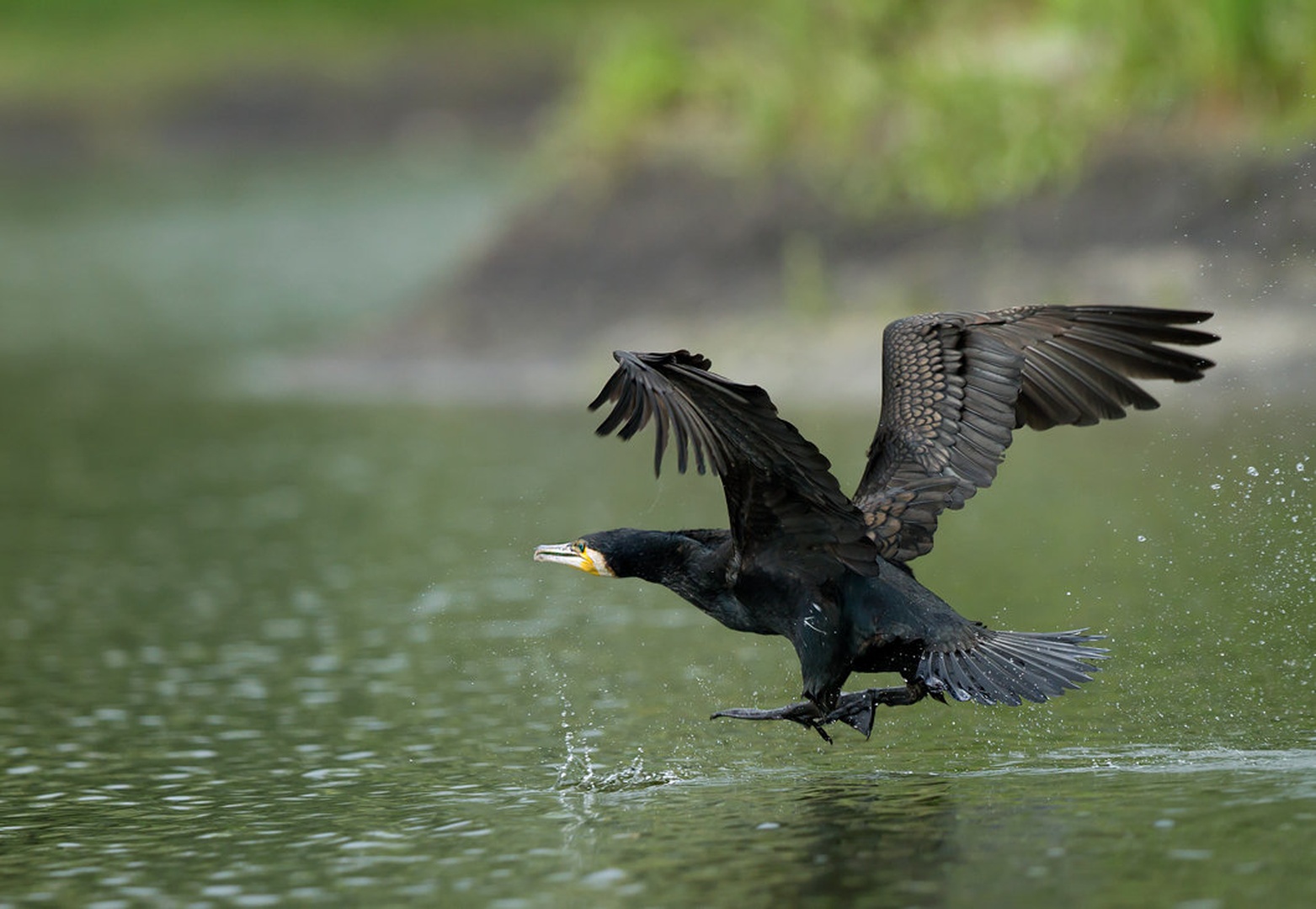 Veliki kormoran by Miki