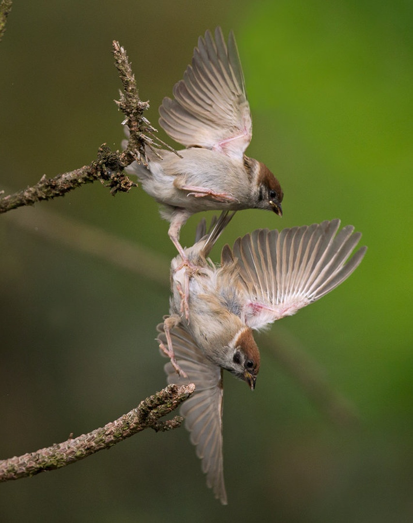Passer montanus by Miki