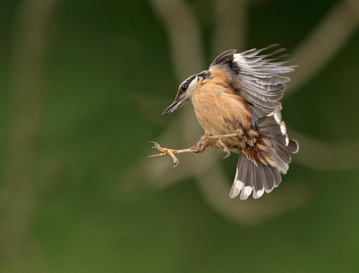 Brglez   Sitta europea by Miki