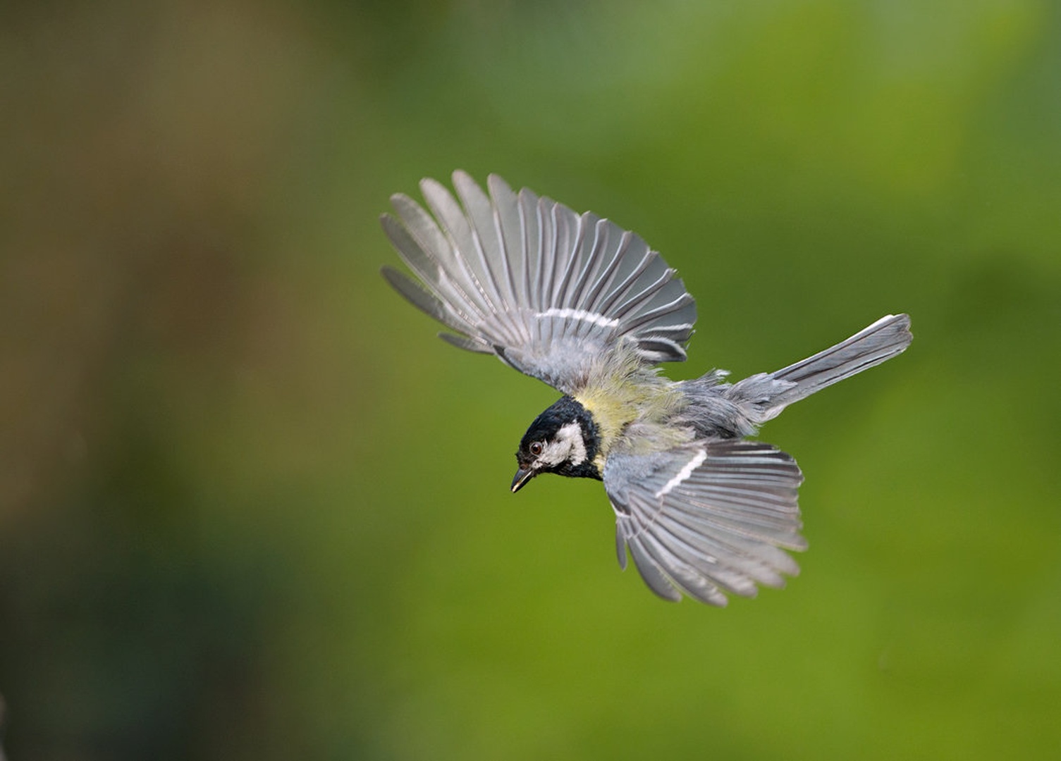 Velika sinica Parus major by Miki