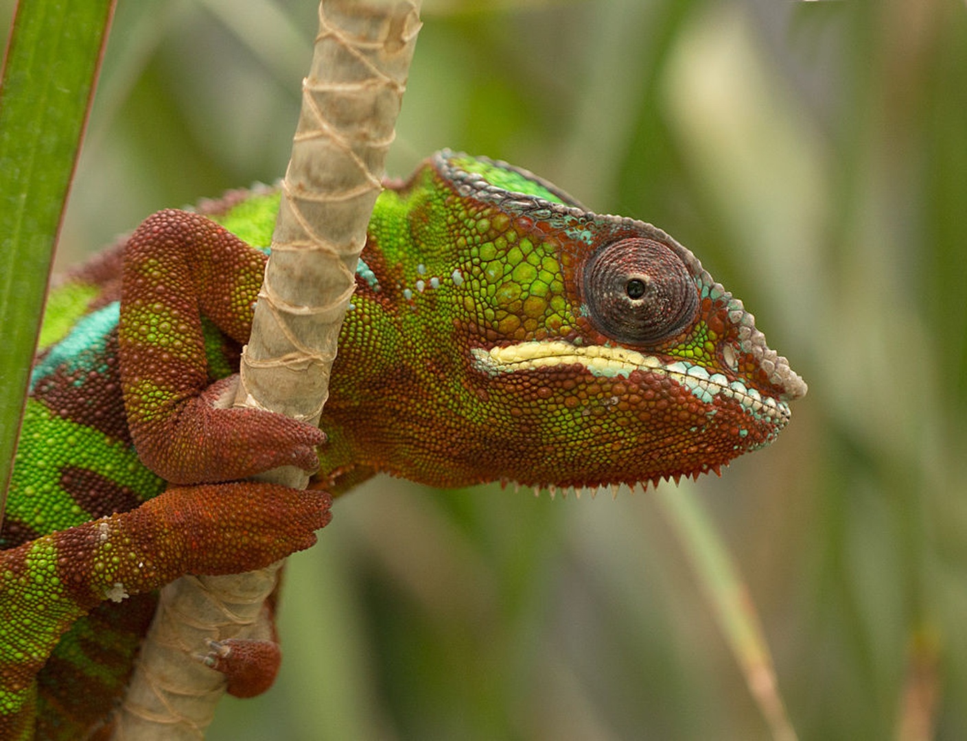Kameleon by Miki