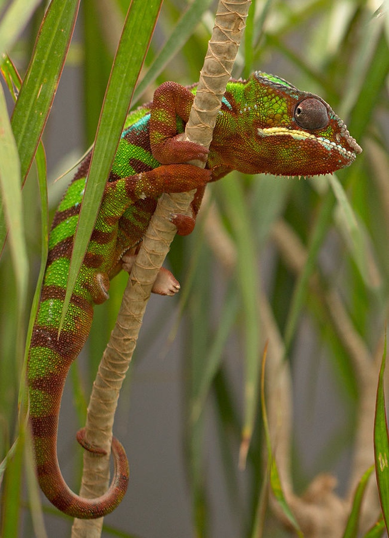 Kameleon by Miki
