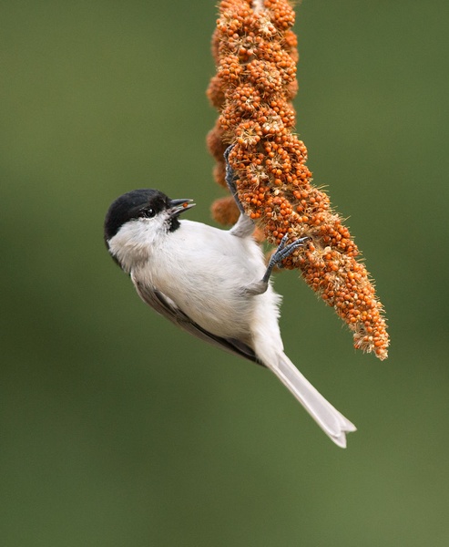 Močvirska sinica Parus palustris tdm by Miki