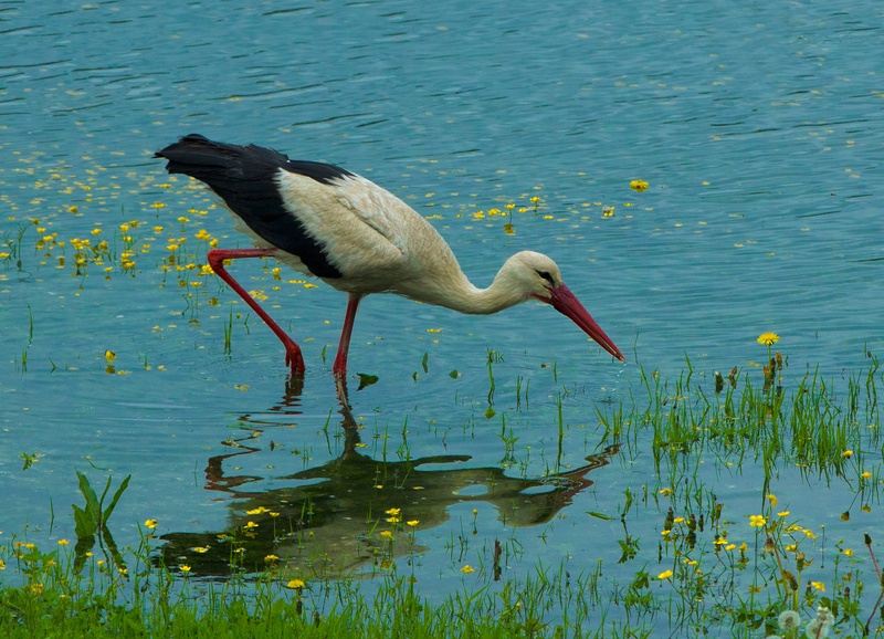 Ciconia ciconia by Miki
