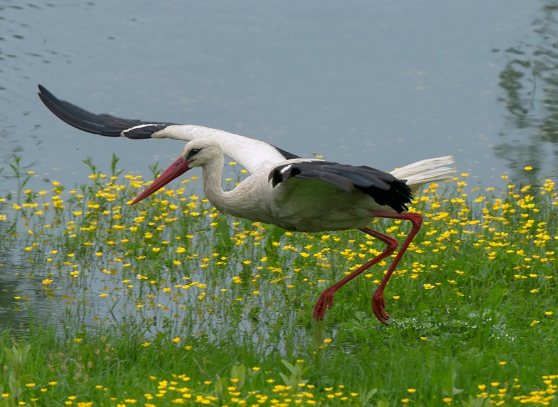 Ciconia ciconia by Miki