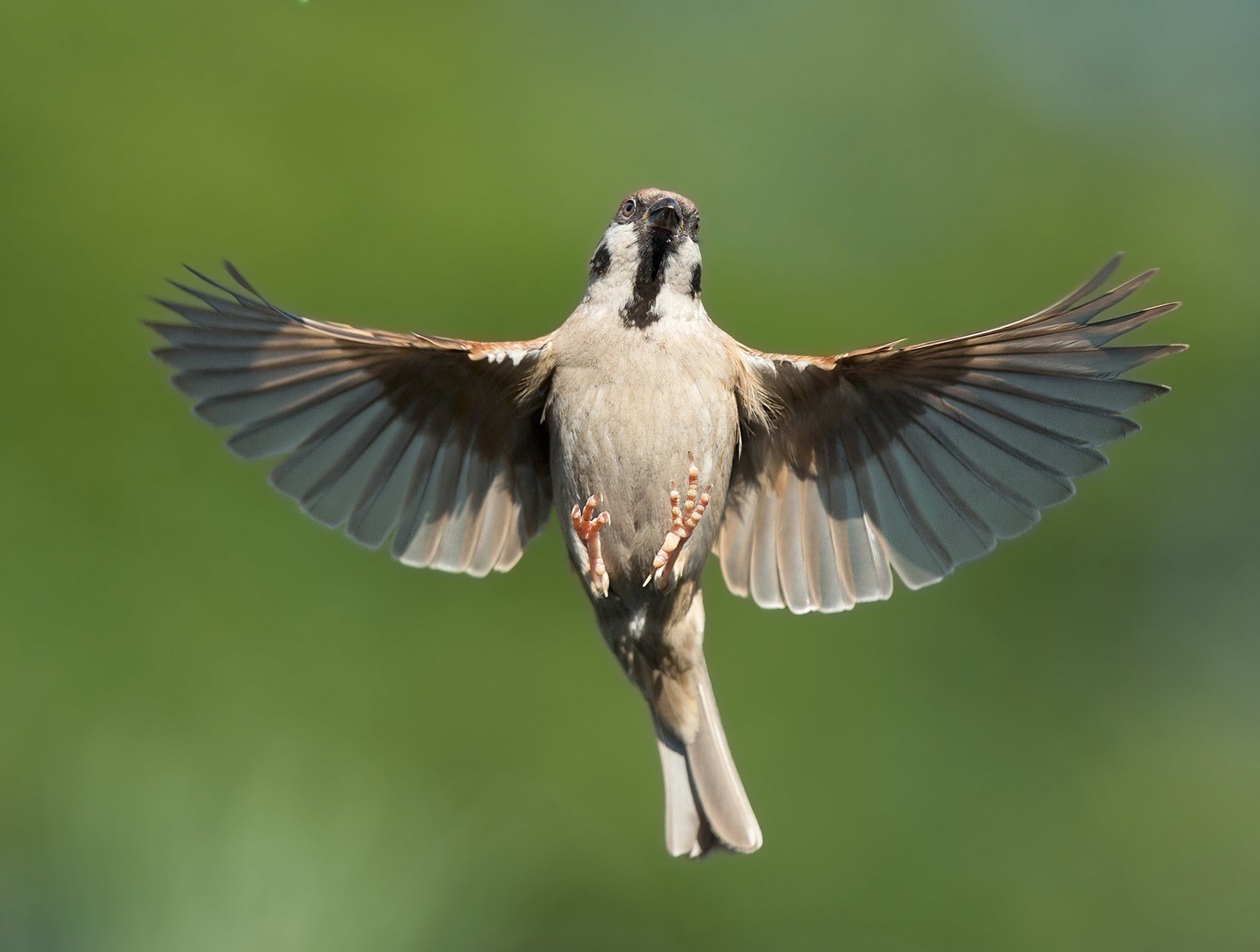 Sparrow by Miki