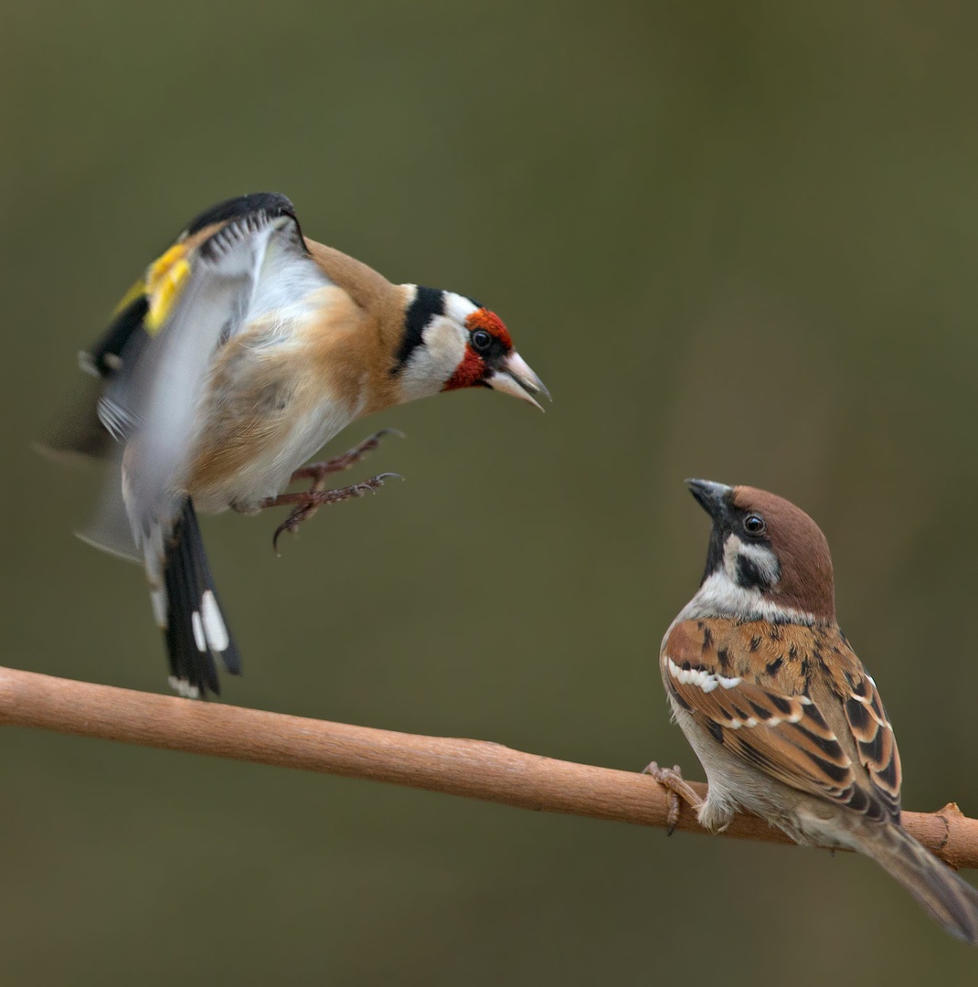 Passer montanus Vs Carduelis carduelis by Miki
