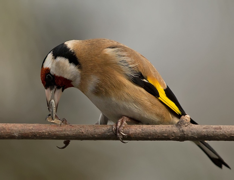 Lišček - Carduelis carduelis by Miki
