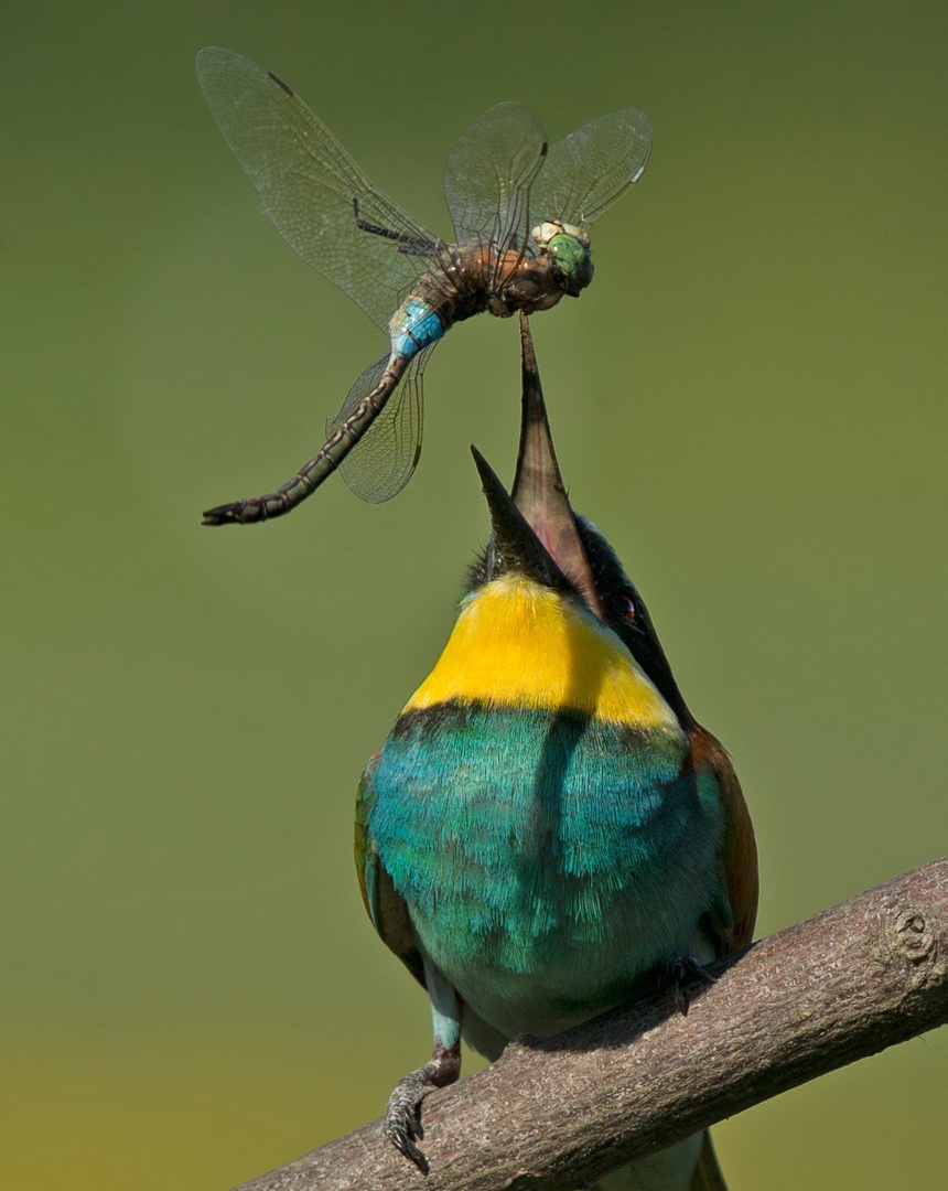 Merops apiaster by Miki