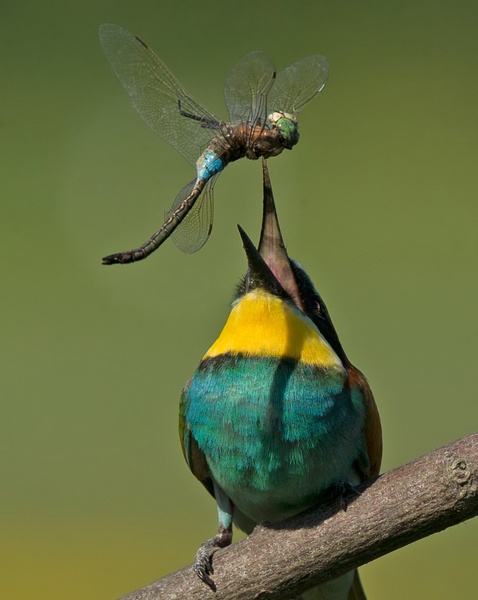 Merops apiaster by Miki