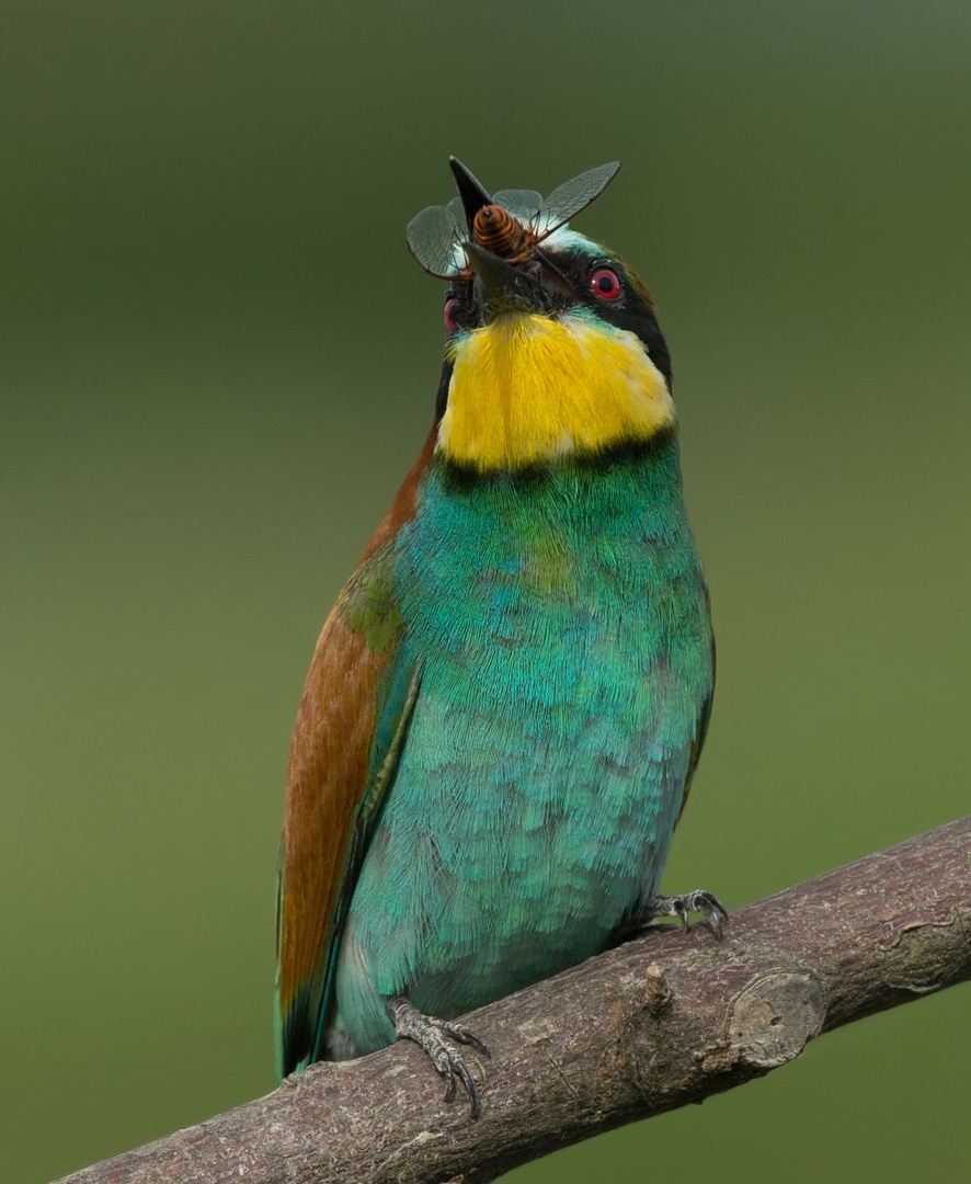 Merops apiaster by Miki