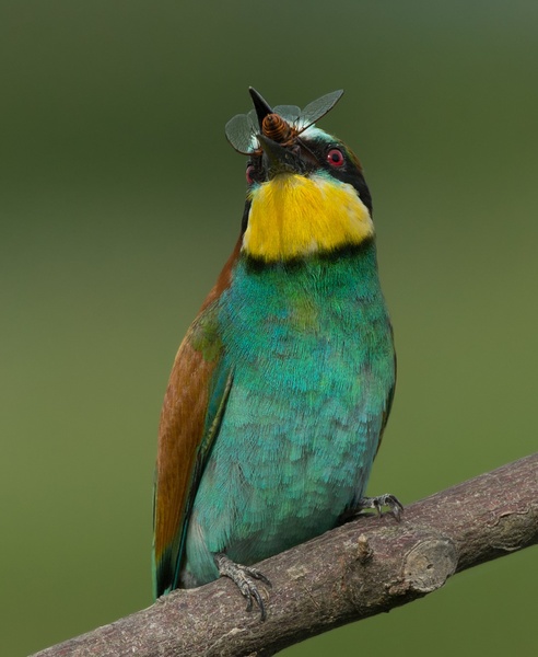 Merops apiaster by Miki