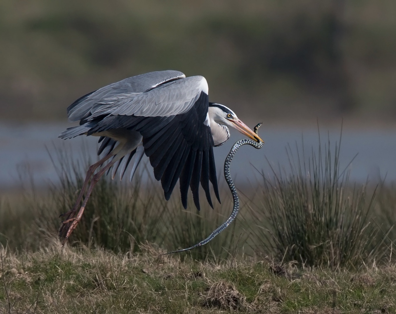 Siva čaplja     Ardea cinerea by Miki