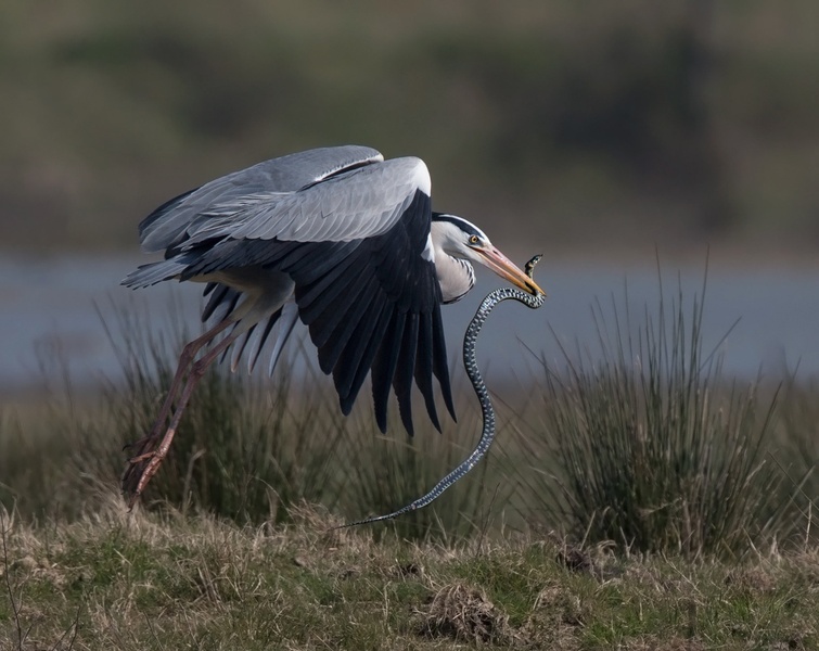 Siva čaplja     Ardea cinerea by Miki