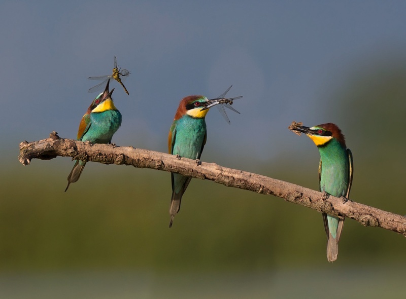 Čebelar - Rumenogrli čebelar - Merops apiaster by Miki