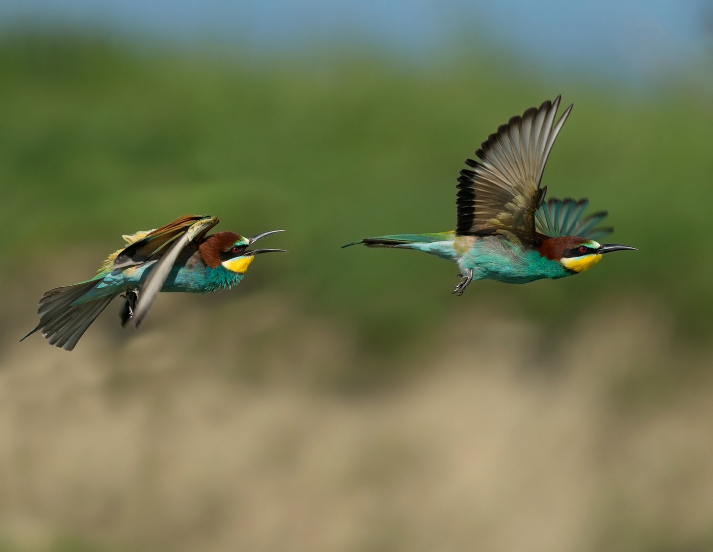 Čebelar - Merops apiaster by Miki