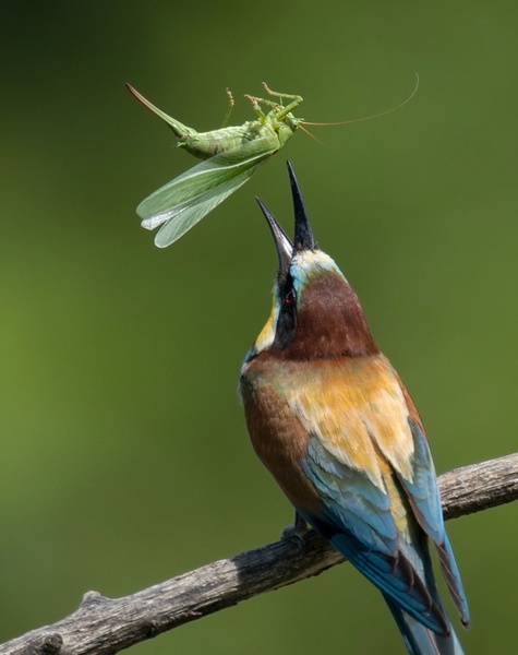 Čebelar - Merops apiaster by Miki