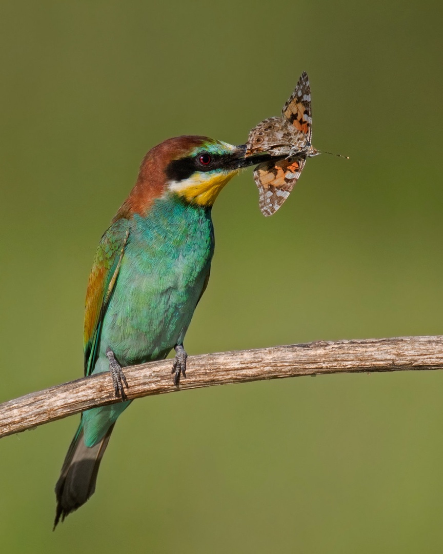 Čebelar - Merops apiaster by Miki