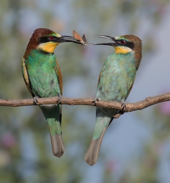Čebelar - Merops apiaster by Miki