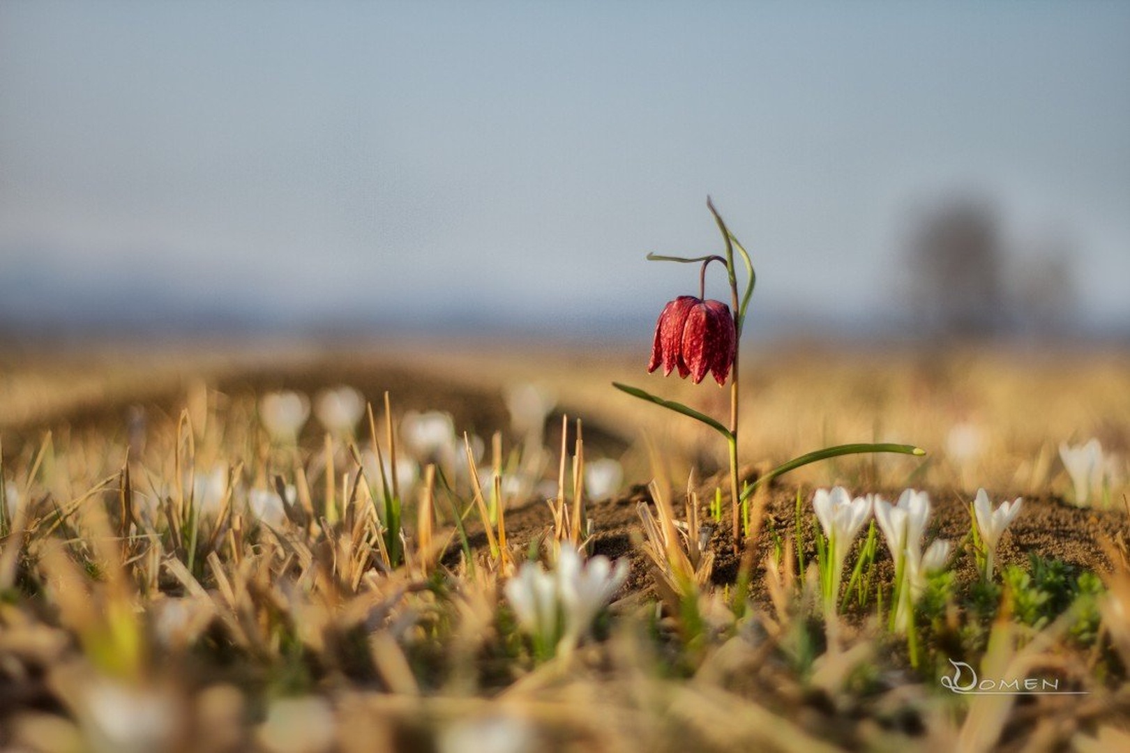Močvirski tulipan by Domen Hrovatin