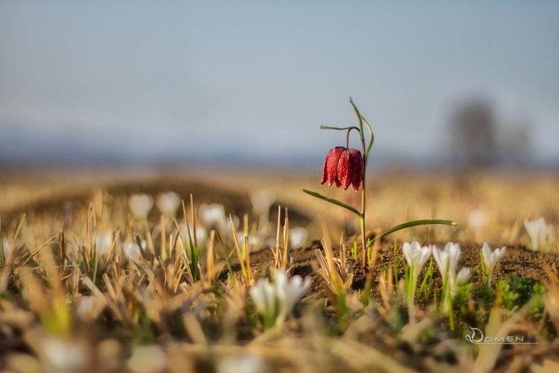 Močvirski tulipan by Domen Hrovatin