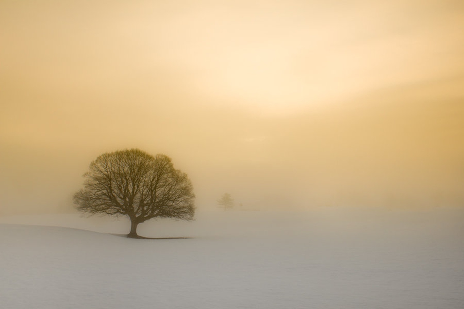 Pure Morning by Martin Cekada