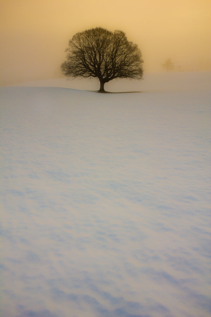 Pure Morning II by Martin Cekada