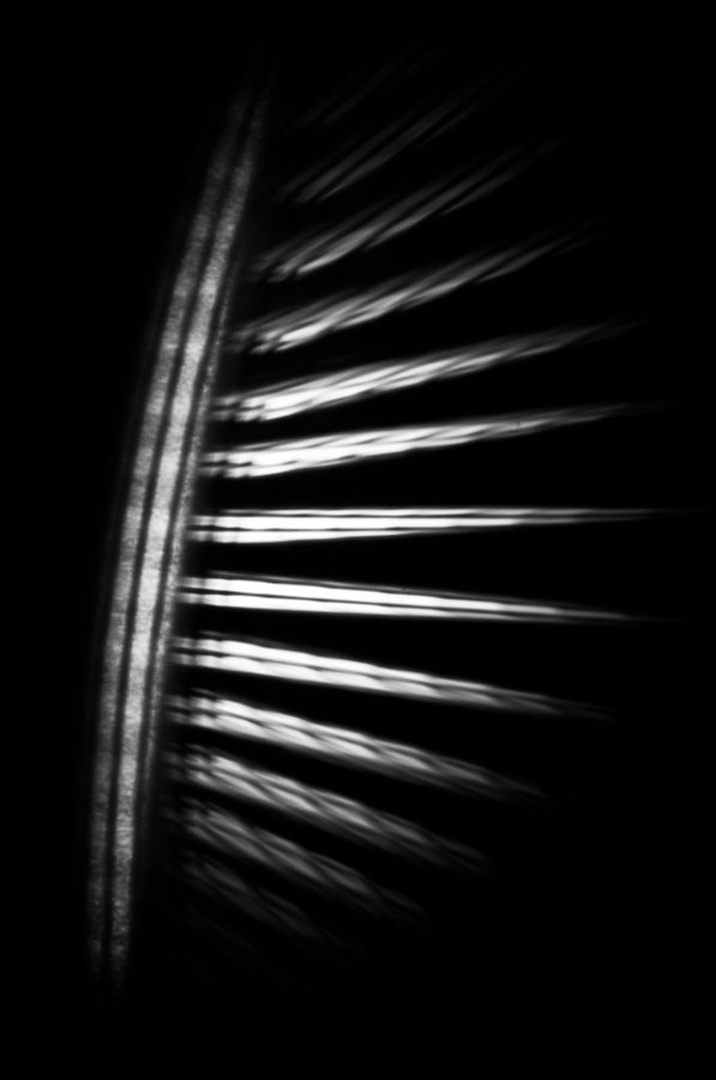 Whats Her Name - Fallen Lash by Martin Cekada