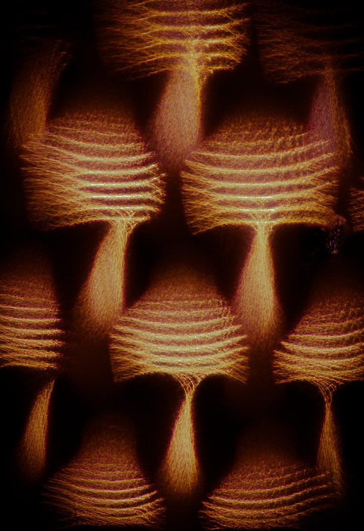 Shrooms by Martin Cekada