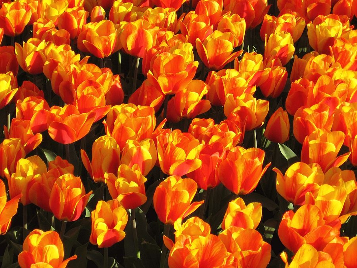 tulipani by Rok Štrajhar