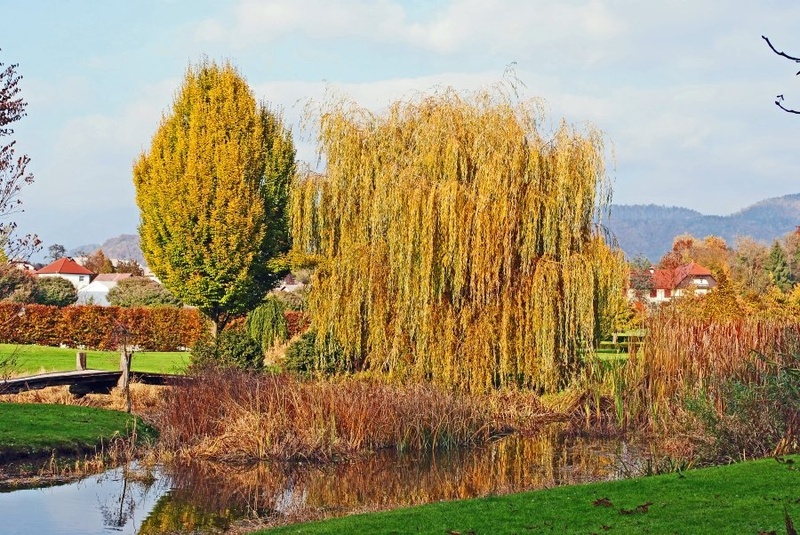 arboretum by Rok Štrajhar