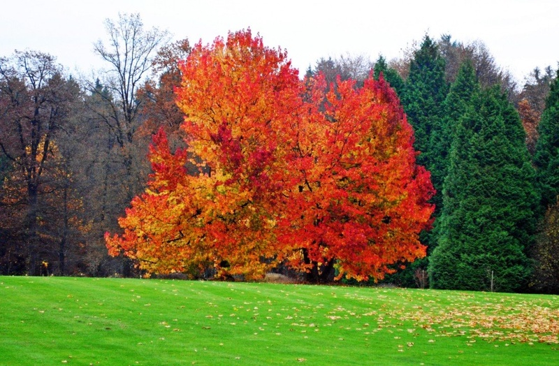 arboretum v.p. by Rok Štrajhar