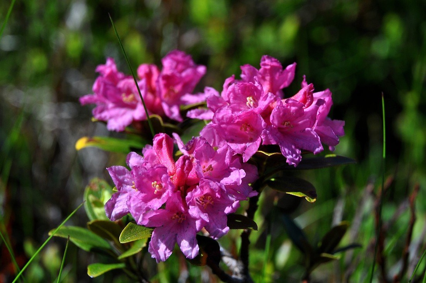 rododendrum by Igor Tominšek