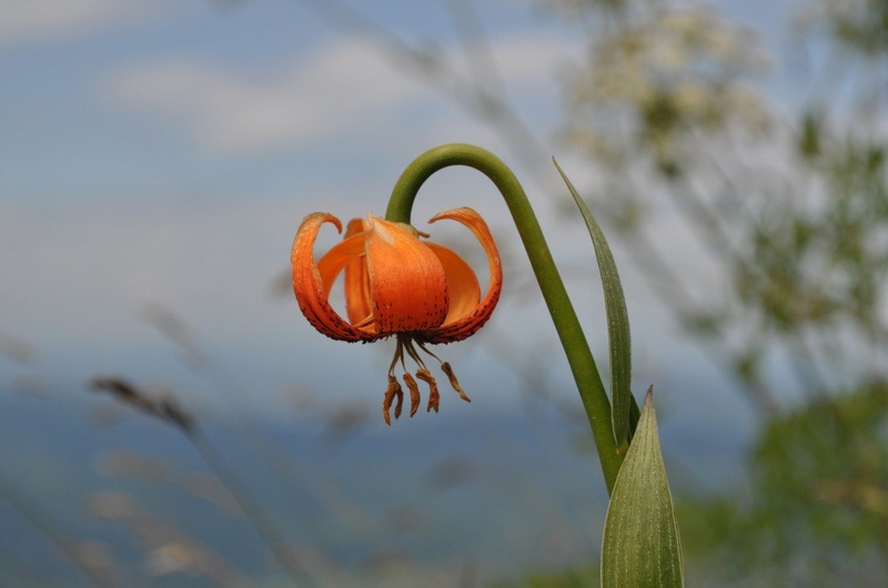 kranjska lilija by Igor Tominšek