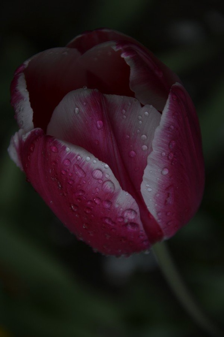 Tulipan by Vesna Meden