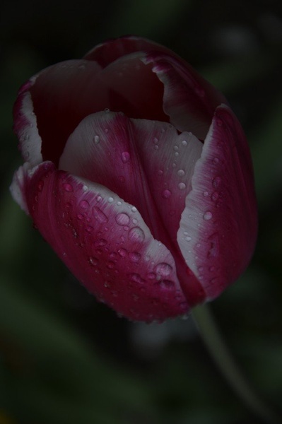 Tulipan by Vesna Meden