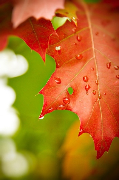 Red & Green by Zdravko Horvat