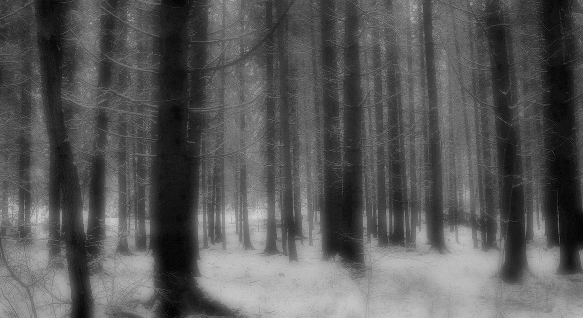 gozdna by M.Vogrinc