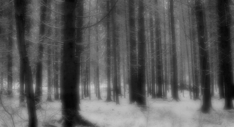 gozdna by M.Vogrinc