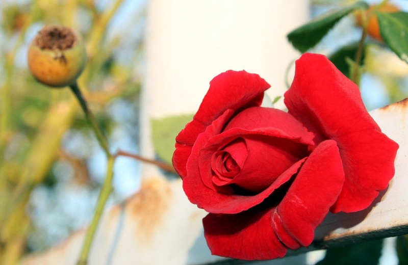 Rose by Zaly