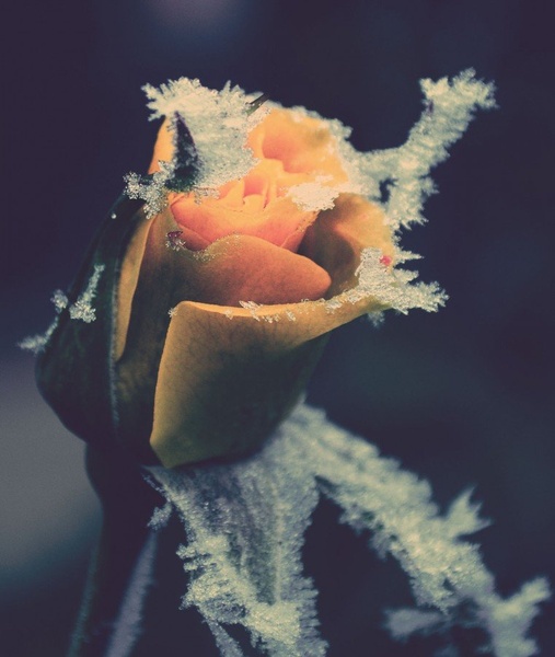 Frozen rose by Nika Baznik