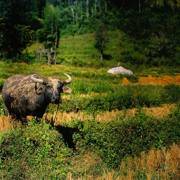 Varuh polja by Tilen Reljič