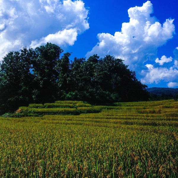 Riževo polje by Tilen Reljič
