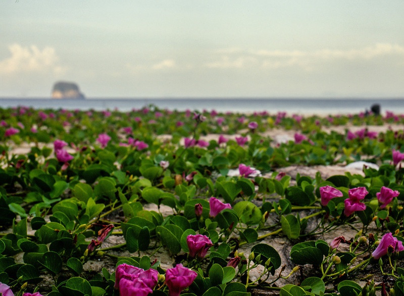 Poraščena plaža II by Tilen Reljič