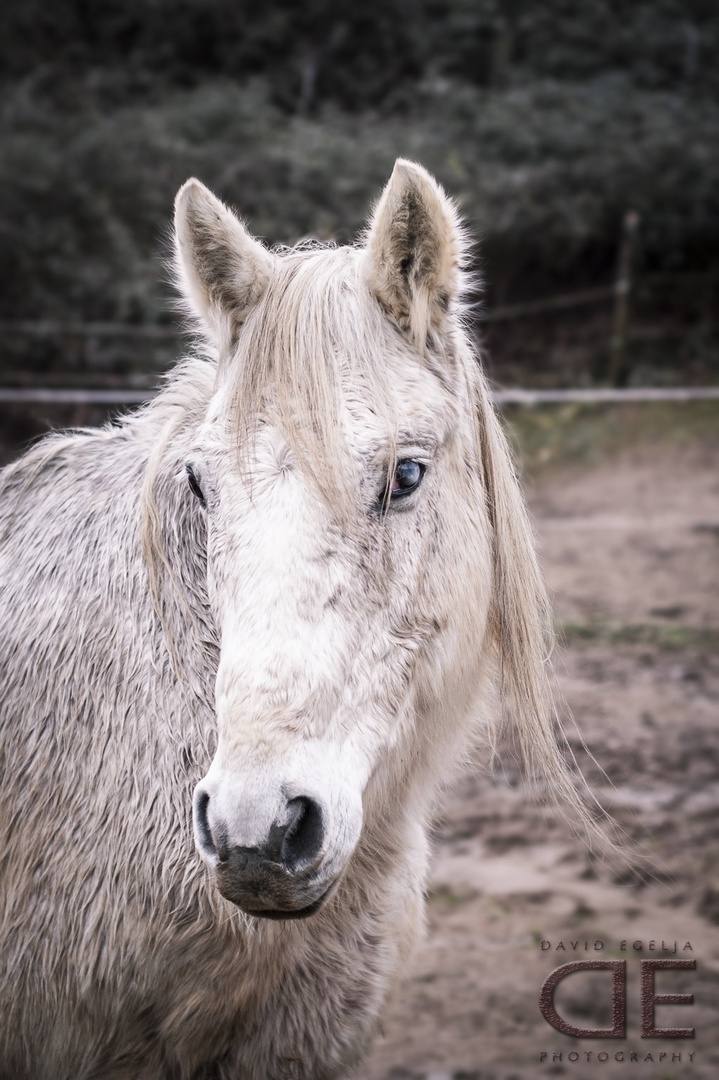 White horse by David Egelja