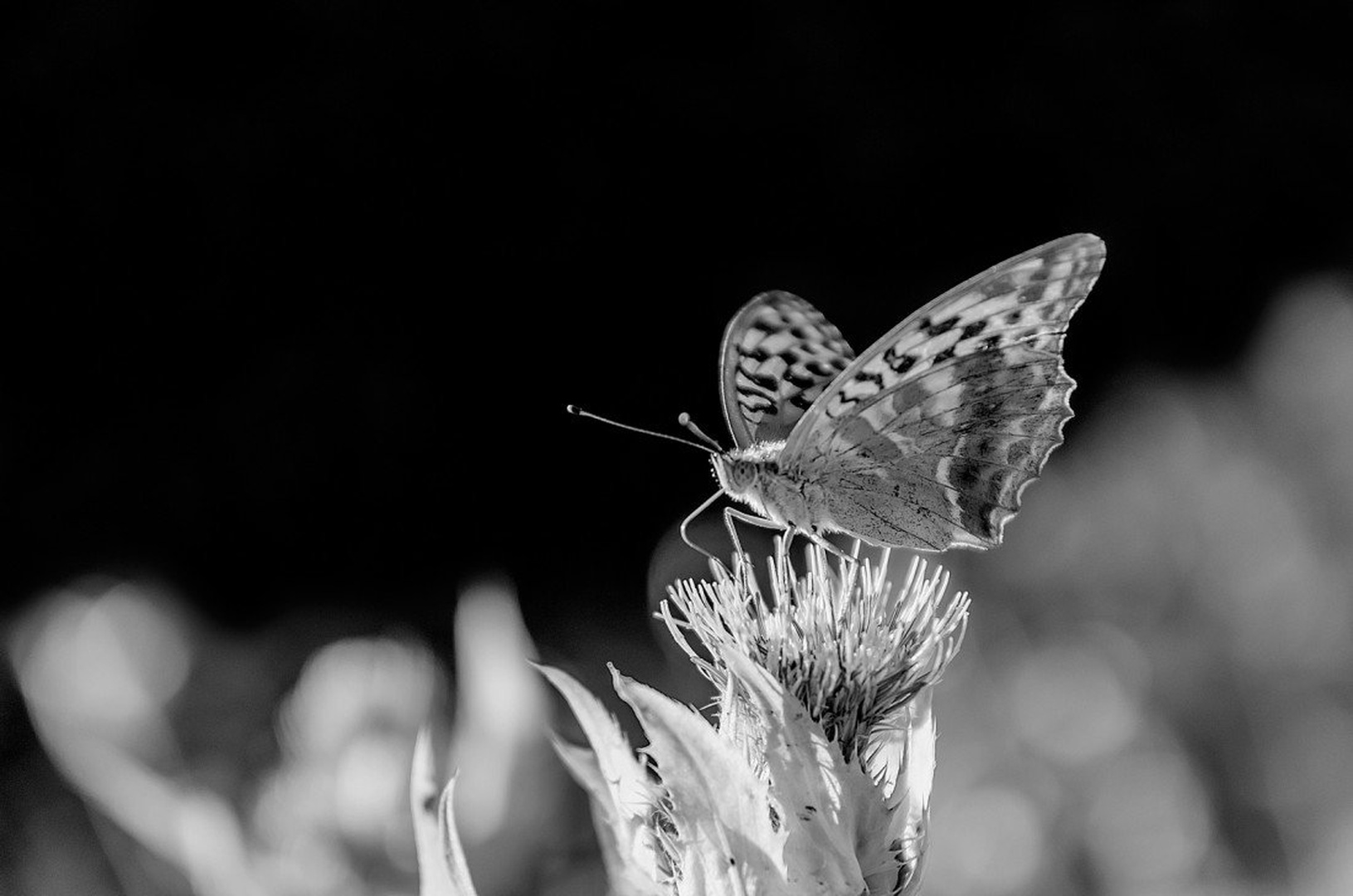 BW Butterfly by Damir Ipavec
