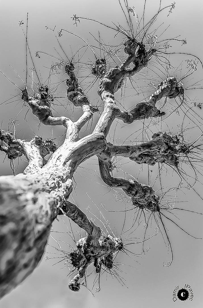 TREE by Damir Ipavec